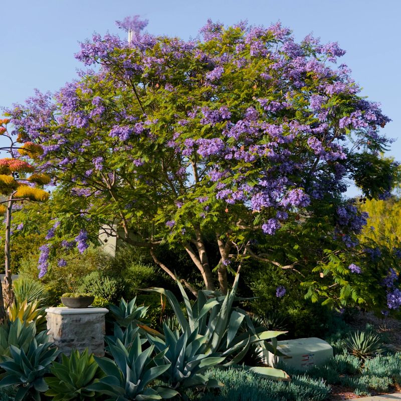 Use Jacaranda Where Warm Regions Suit It
