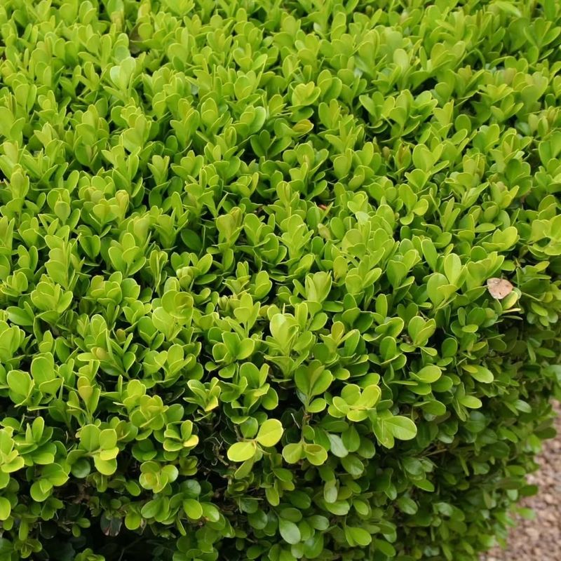 Use Japanese Boxwood For Neat Low Borders