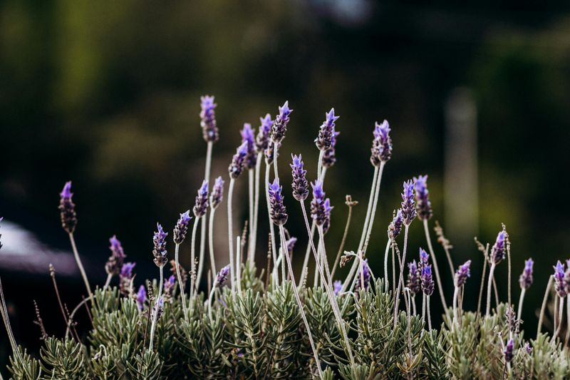 Use Lavender Carefully In Dry Raised Beds Use Lavender Carefully In Dry Raised Beds