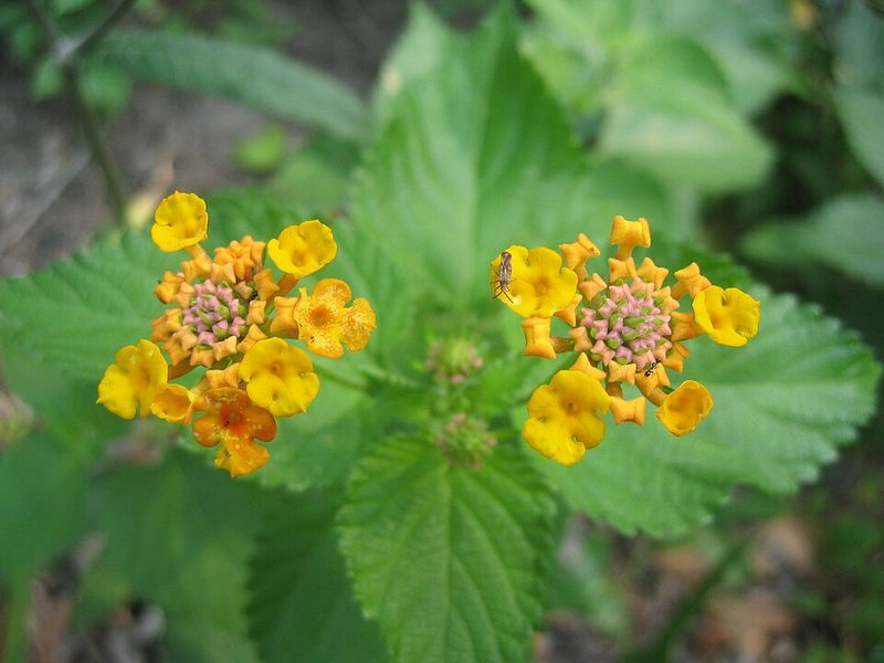Use Light Slow-Release Fertilizer If Needed Use Light Slow-Release Fertilizer If Needed