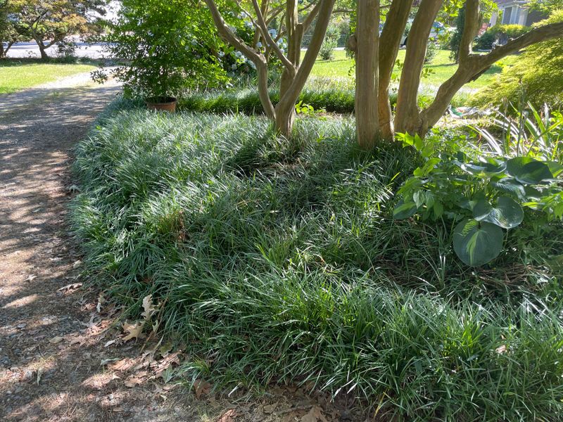 Use Liriope For Clean Palm Bed Edges