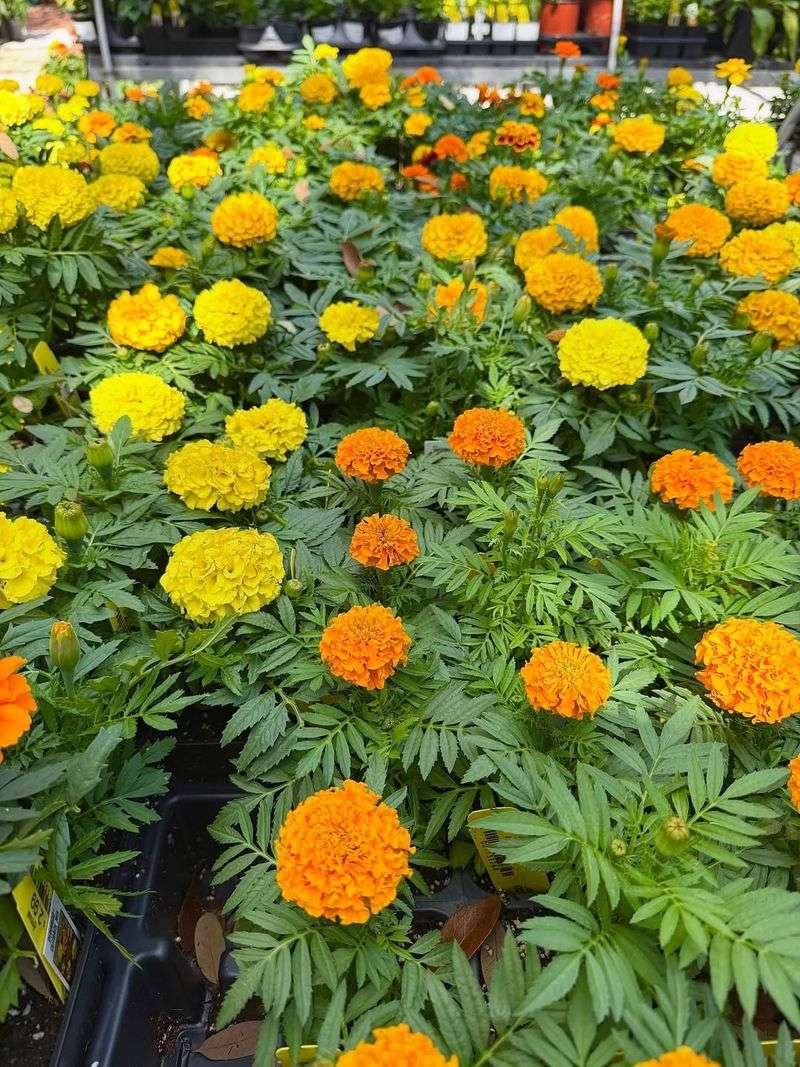 Use Marigolds For Scent And Seasonal Color Use Marigolds For Scent And Seasonal Color