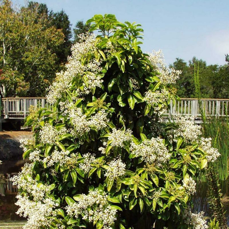 Use Marlberry For A Tall Native Privacy Hedge Use Marlberry For A Tall Native Privacy Hedge