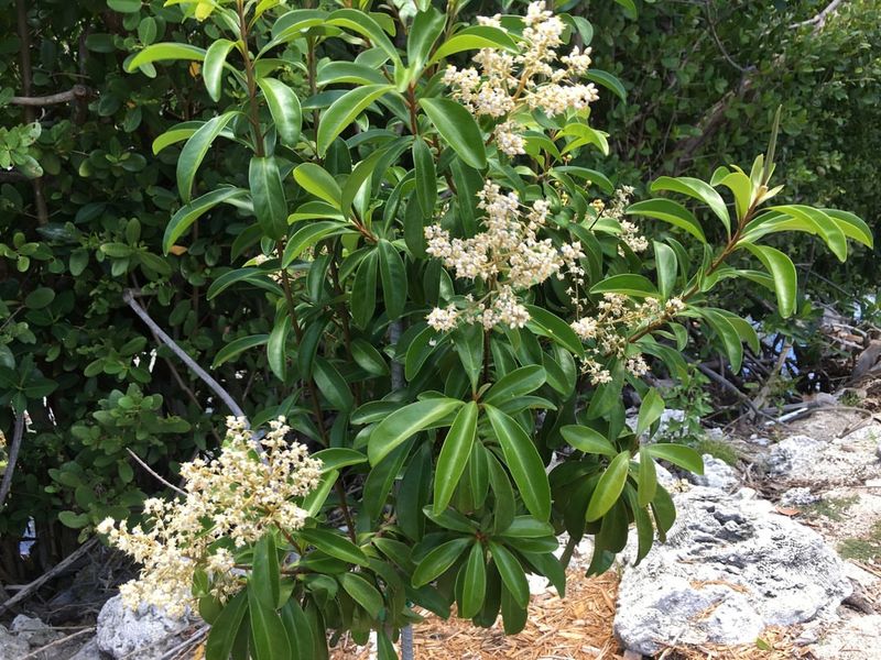 Use Marlberry In Warm Protected Spots
