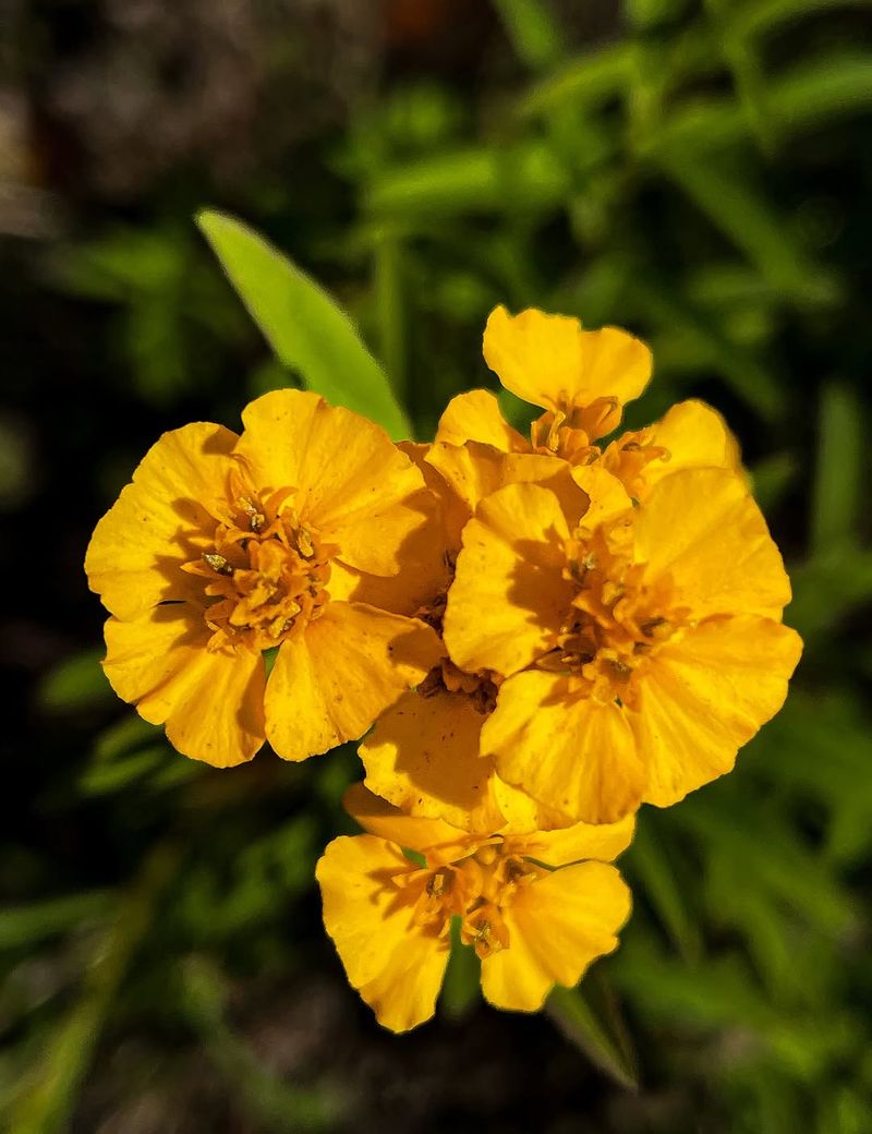 Use Mexican Tarragon For Fresh Anise Flavor