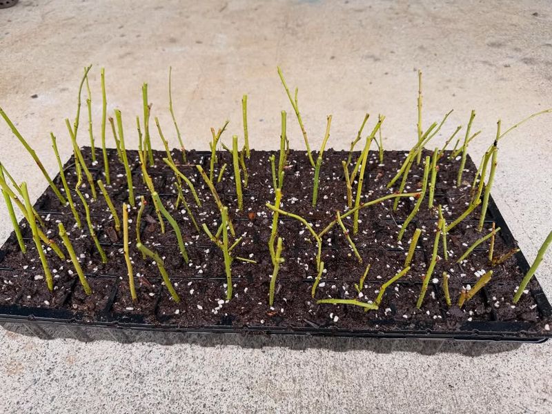 Use Moist Potting Mix Instead Of Heavy Garden Soil