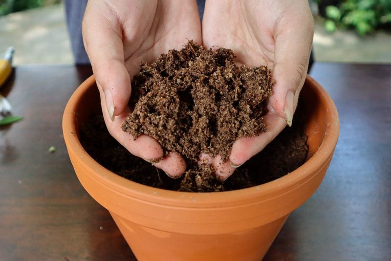 Use Moist Potting Mix With Good Drainage Use Moist Potting Mix With Good Drainage