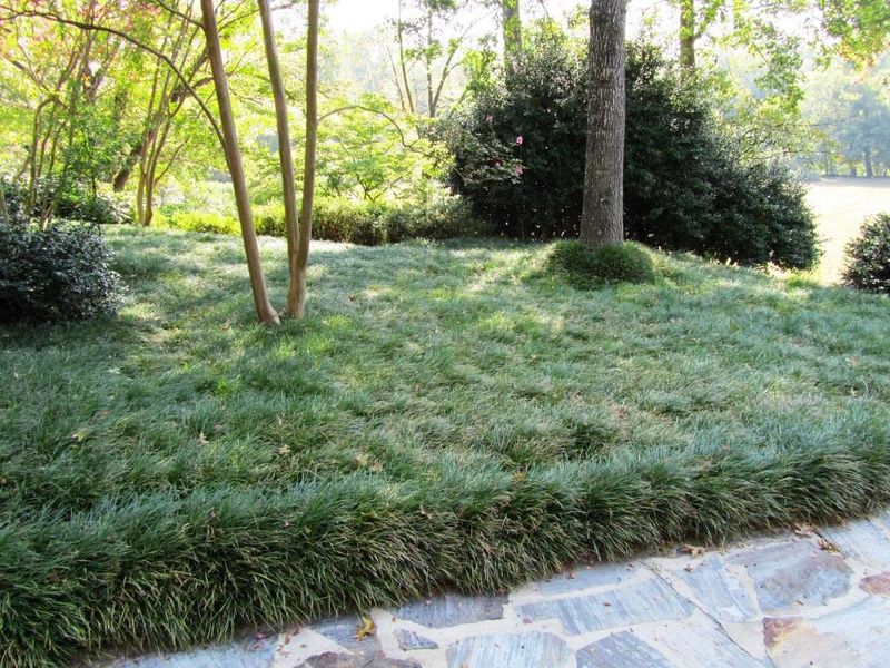 Use Mondo Grass For A Neat Green Border