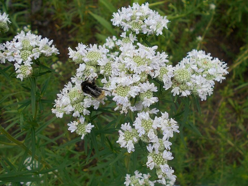 Use Mountain Mint For Fresh Scent Without Fuss