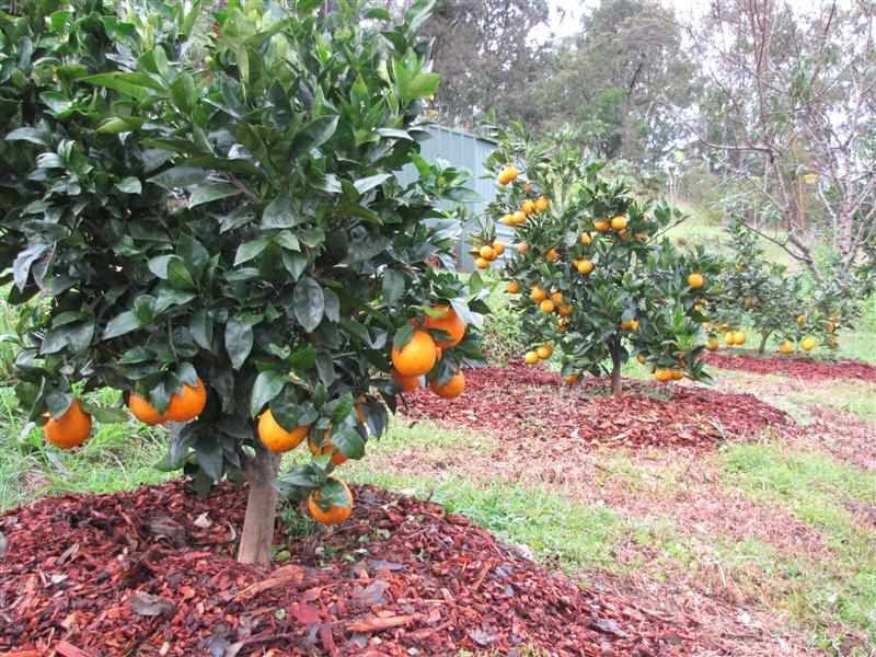 Use Mulch To Hold Moisture Around Citrus Trees Use Mulch To Hold Moisture Around Citrus Trees