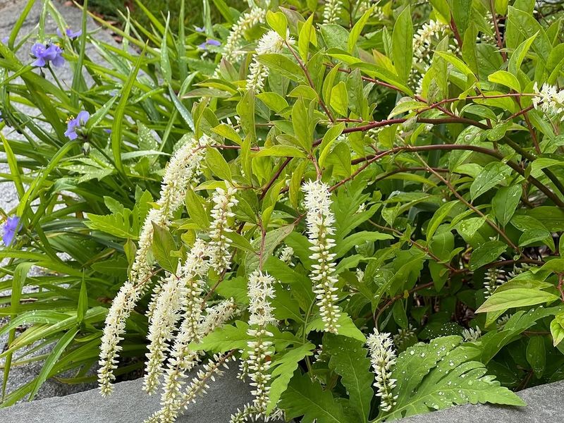 Use Native Shrubs To Create A Structured Front Yard