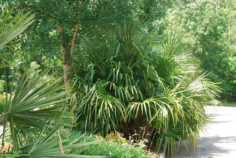 Use Needle Palm For A Cold Hardy Low Maintenance Choice