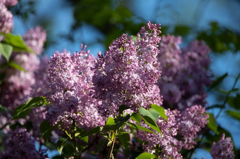 Use Ohio Spring Timing To Protect Next Year's Blooms Use Ohio Spring Timing To Protect Next Year's Blooms