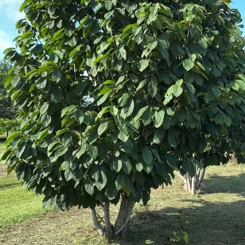 Use Pawpaw To Fill Shady Quiet Corners Use Pawpaw To Fill Shady Quiet Corners