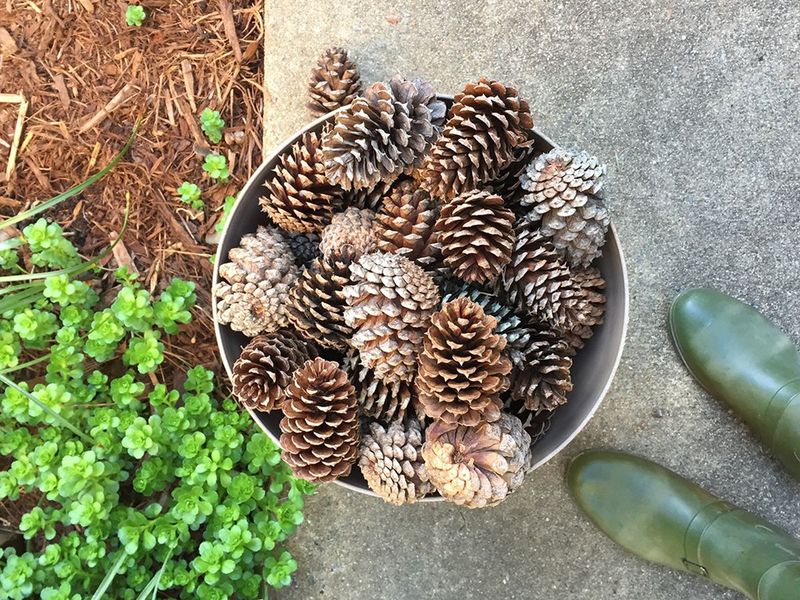 Use Pine Cones As A Space Filler, Not A Drainage Fix