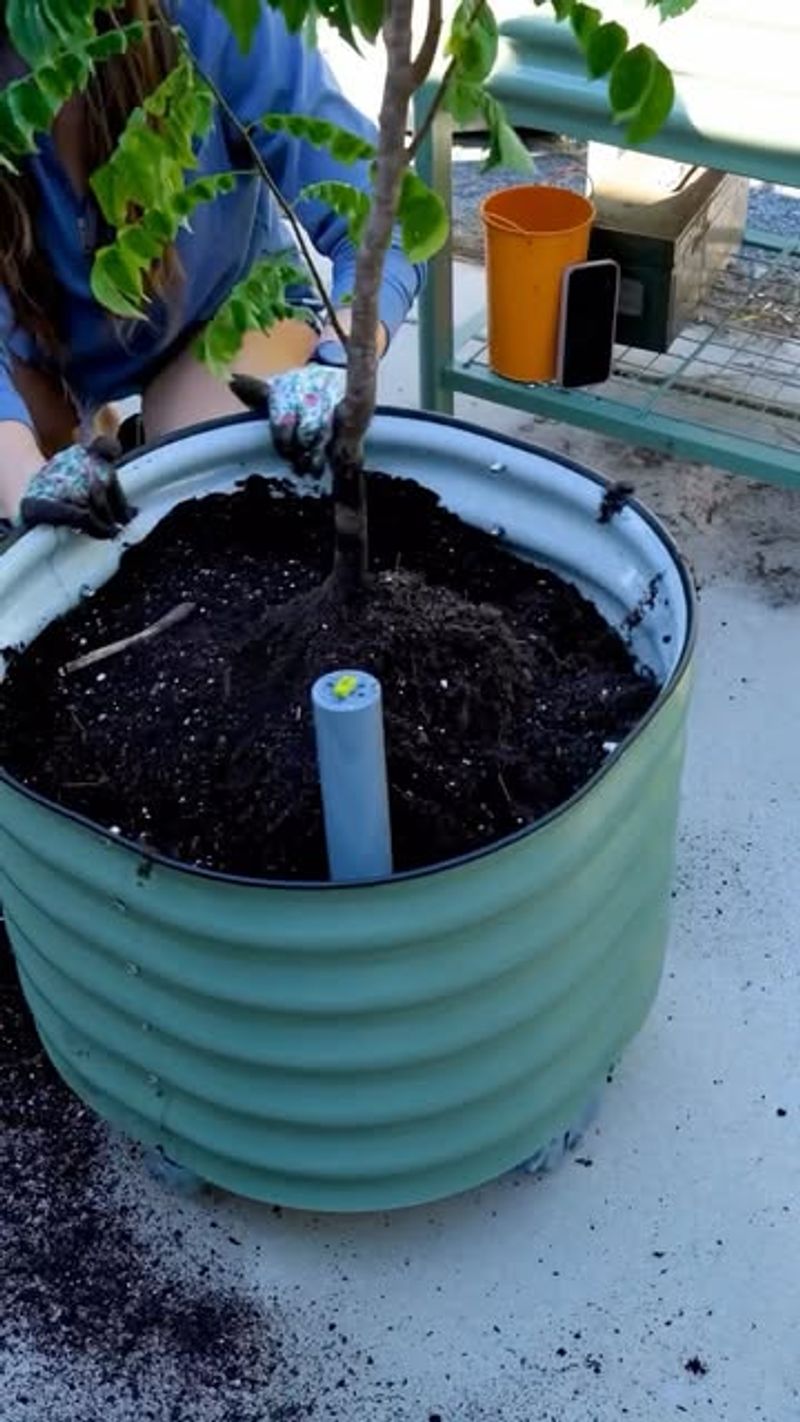 Use Pots With Good Drainage Holes