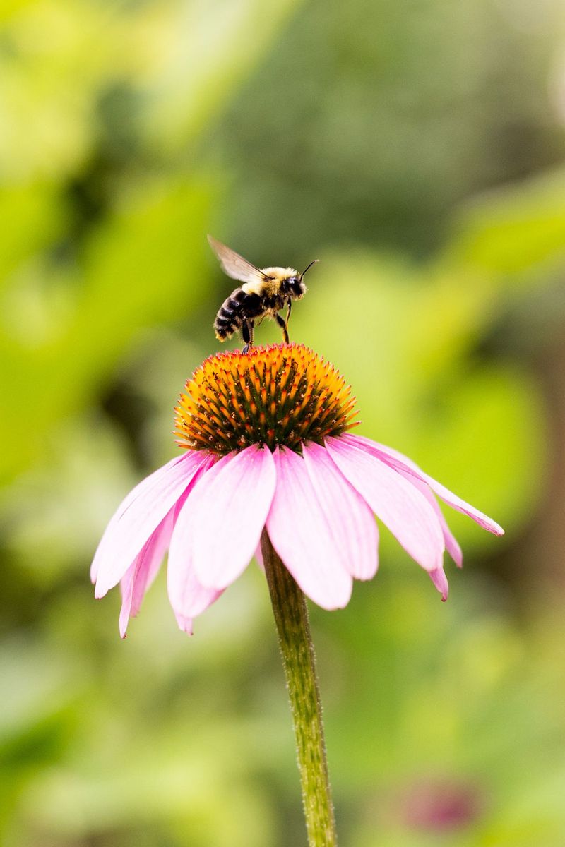 Use Purple Coneflower For Steady Nectar In Sunny Borders