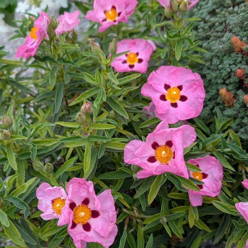Use Rockrose For Easy Color In Dry Spots