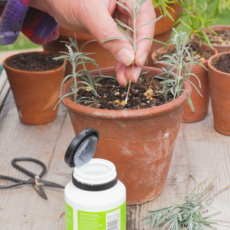 Use Rooting Hormone For Better Root Development