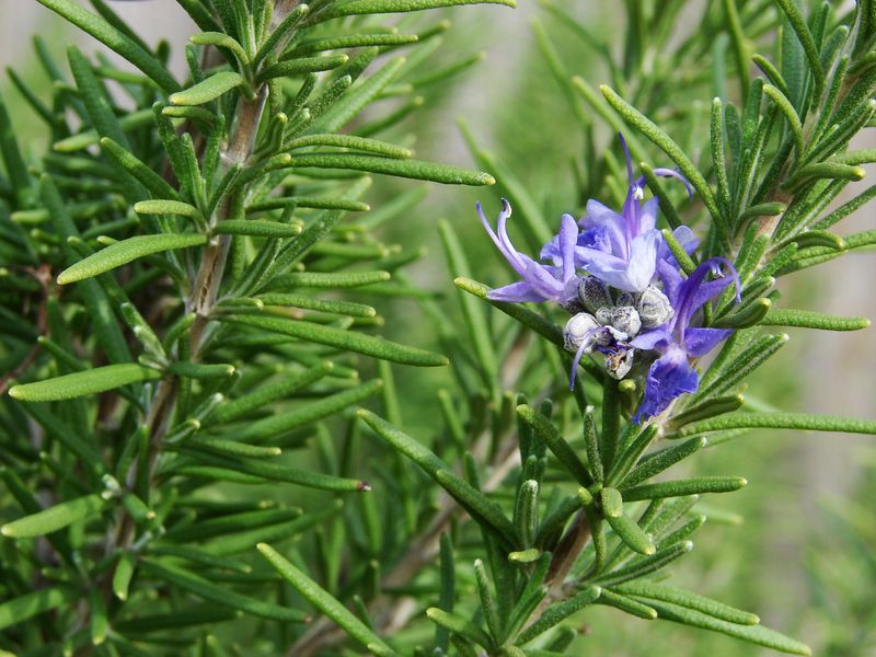 Use Rosemary In Sunny Well-Drained Borders
