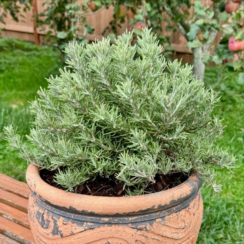 Use Rosemary To Make Tiny Patios Smell Like Summer Use Rosemary To Make Tiny Patios Smell Like Summer