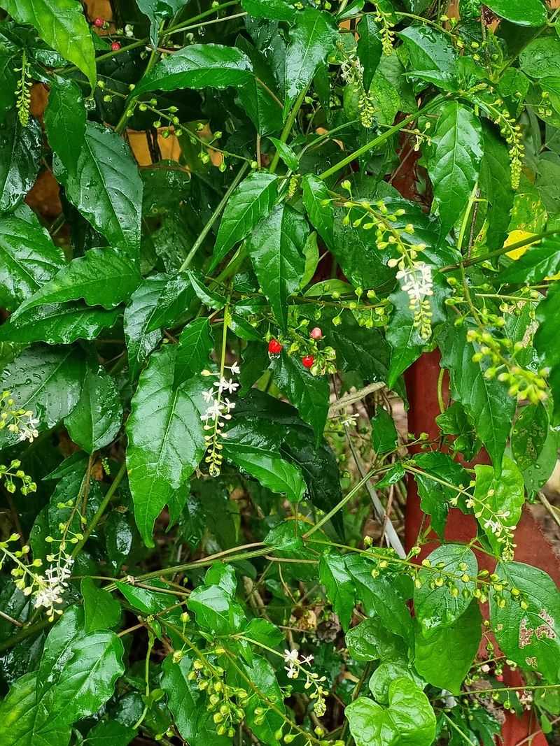 Use Rouge Plant For Glossy Shade Foliage Use Rouge Plant For Glossy Shade Foliage