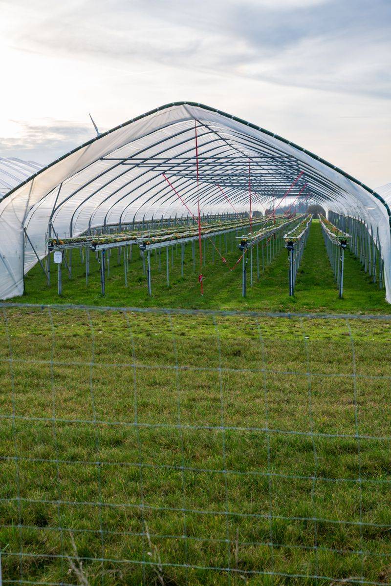 Use Row Covers Early In The Season Use Row Covers Early In The Season