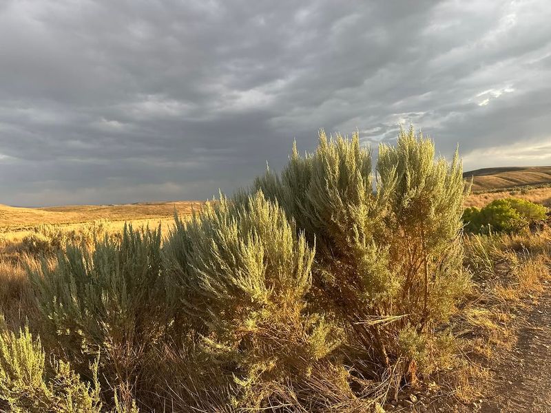 Use Sagebrush For High Desert Style Use Sagebrush For High Desert Style