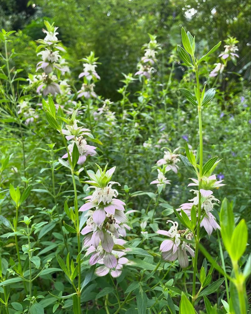 Plant Spotted Beebalm For Pollinator Buzz