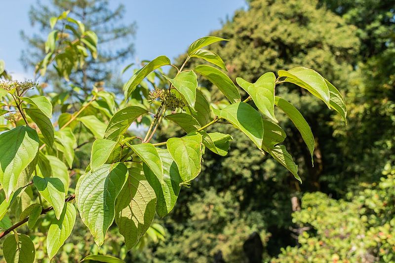 Use Silky Dogwood For Damp Ohio Spots