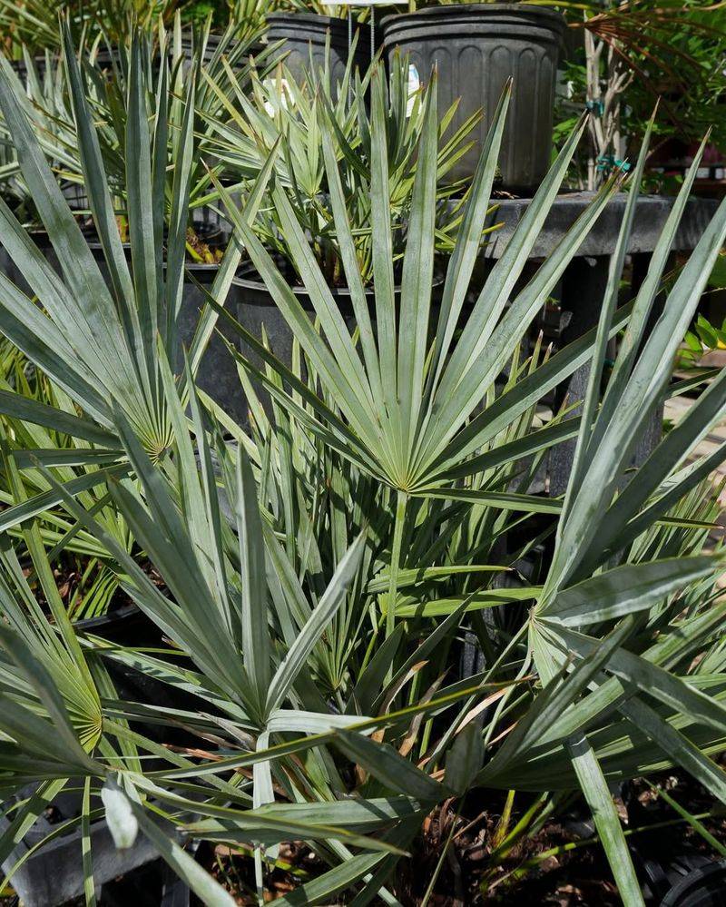 Use Silver Saw Palmetto For A Bold Palm-Like Look Use Silver Saw Palmetto For A Bold Palm-Like Look