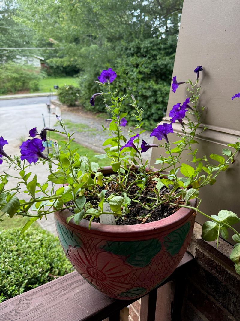 Use Small Snips On Sticky Or Crowded Flower Stems Use Small Snips On Sticky Or Crowded Flower Stems