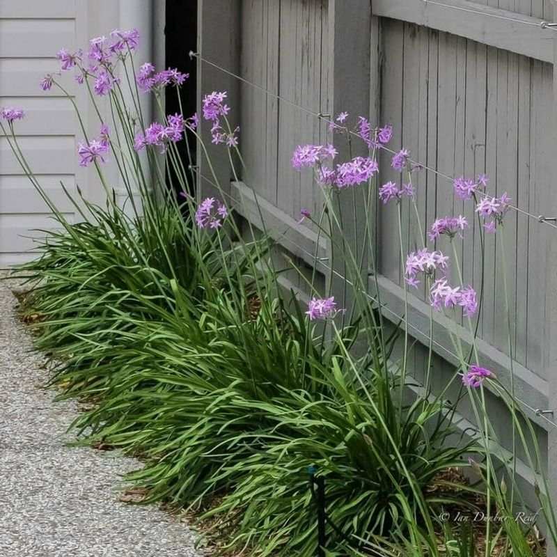Use Society Garlic For A Strong-Scented Border