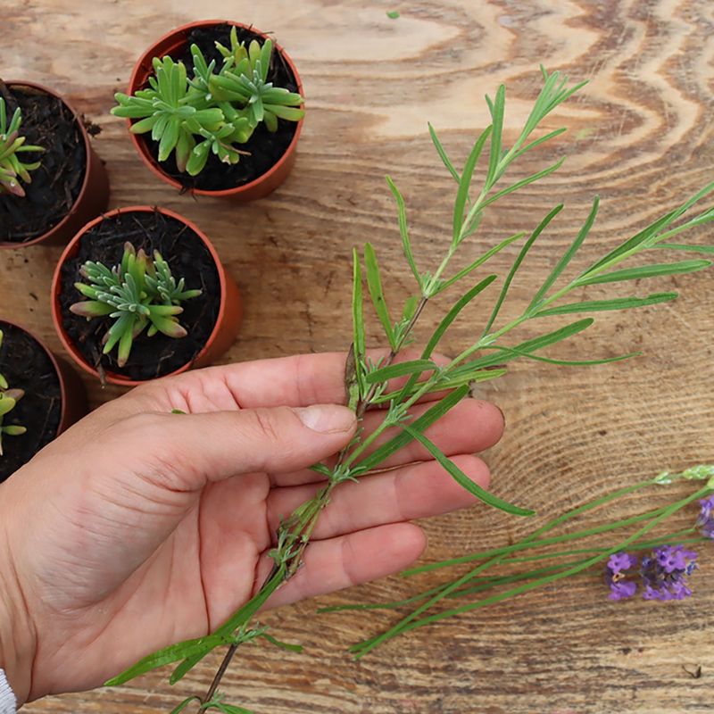 Use Softwood Or Semi-Hardwood Growth For Faster Rooting