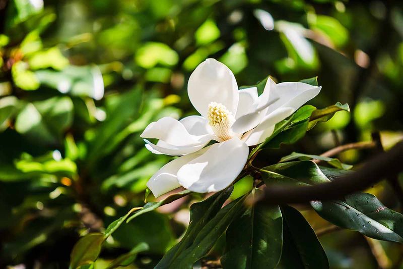 Use Southern Magnolia For Classic Native Beauty