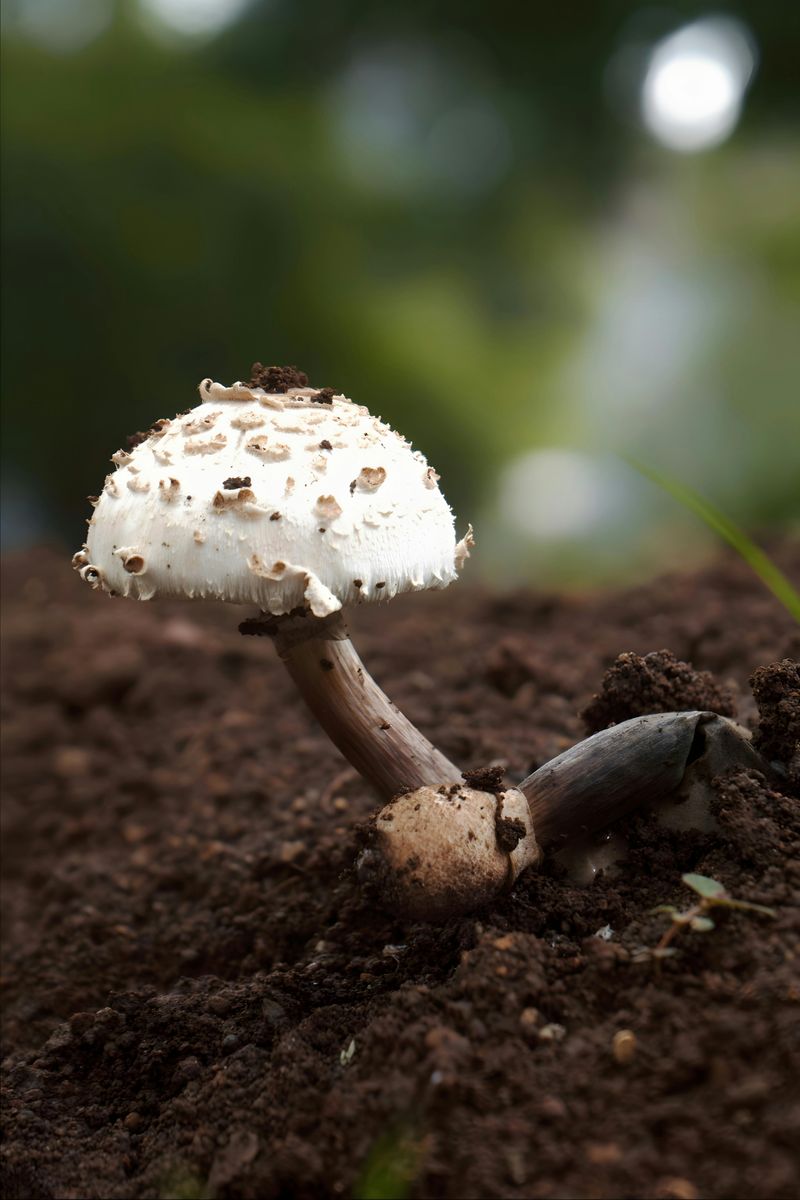 Use Spent Mushroom Soil As An Amendment Use Spent Mushroom Soil As An Amendment
