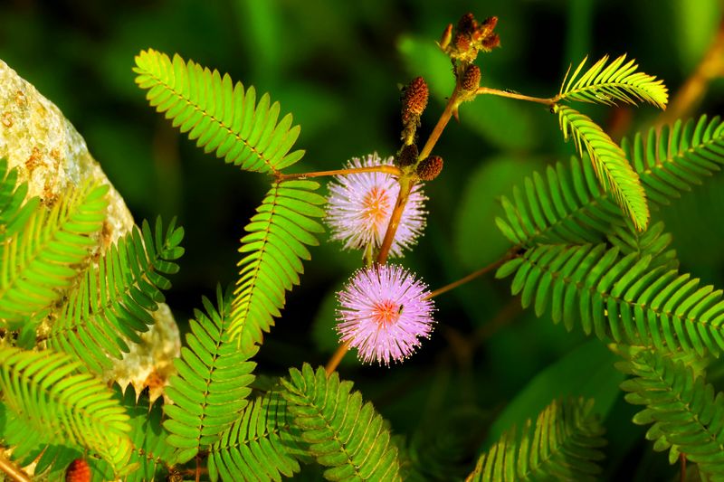 Use Sunshine Mimosa As A Low Spreader