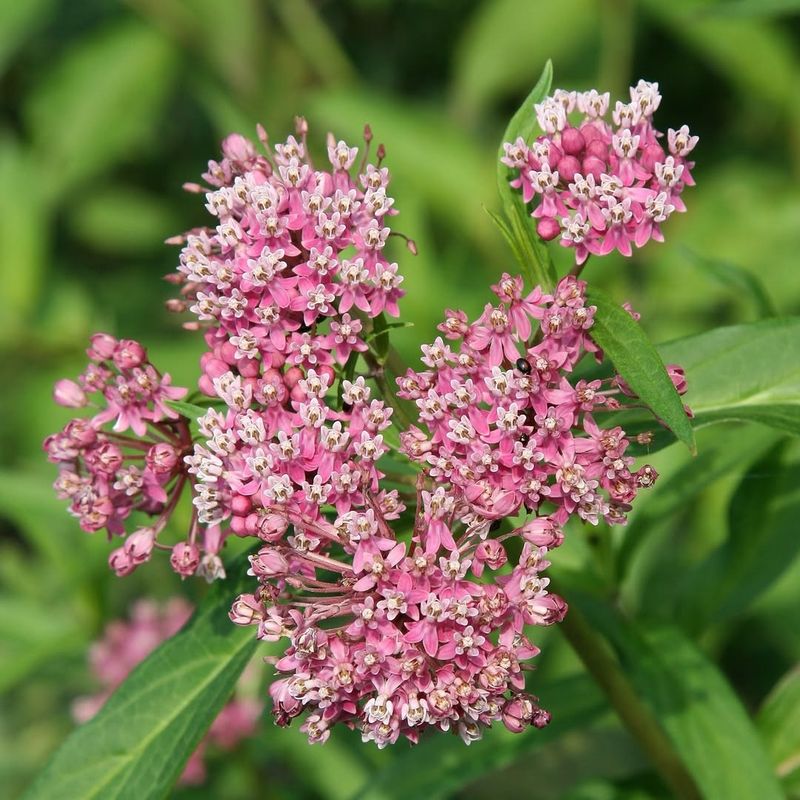 Use Swamp Milkweed For Soft Pink Rain Garden Blooms Use Swamp Milkweed For Soft Pink Rain Garden Blooms