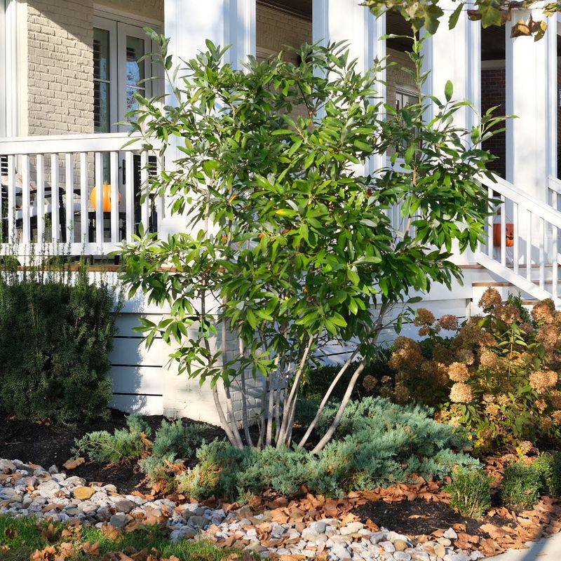 Use Sweet Bay Magnolia For A Native Fragrant Backdrop