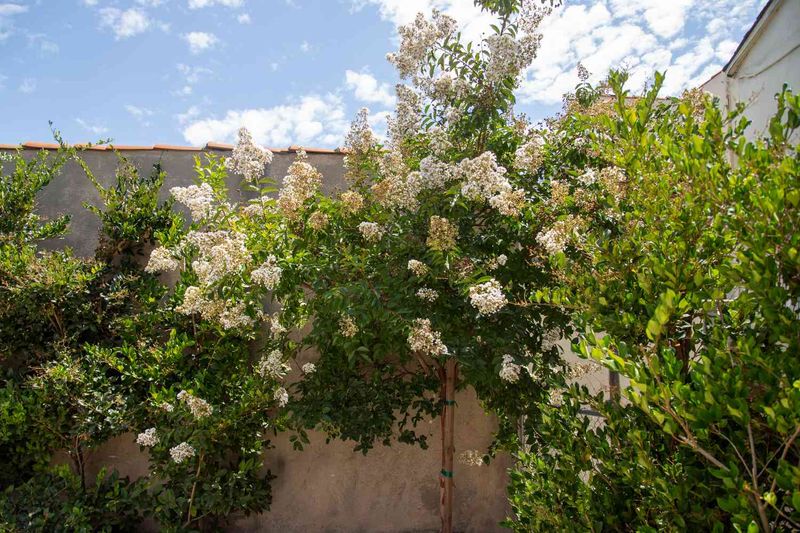 Use Tea Olive For A Soft Scent That Returns Often