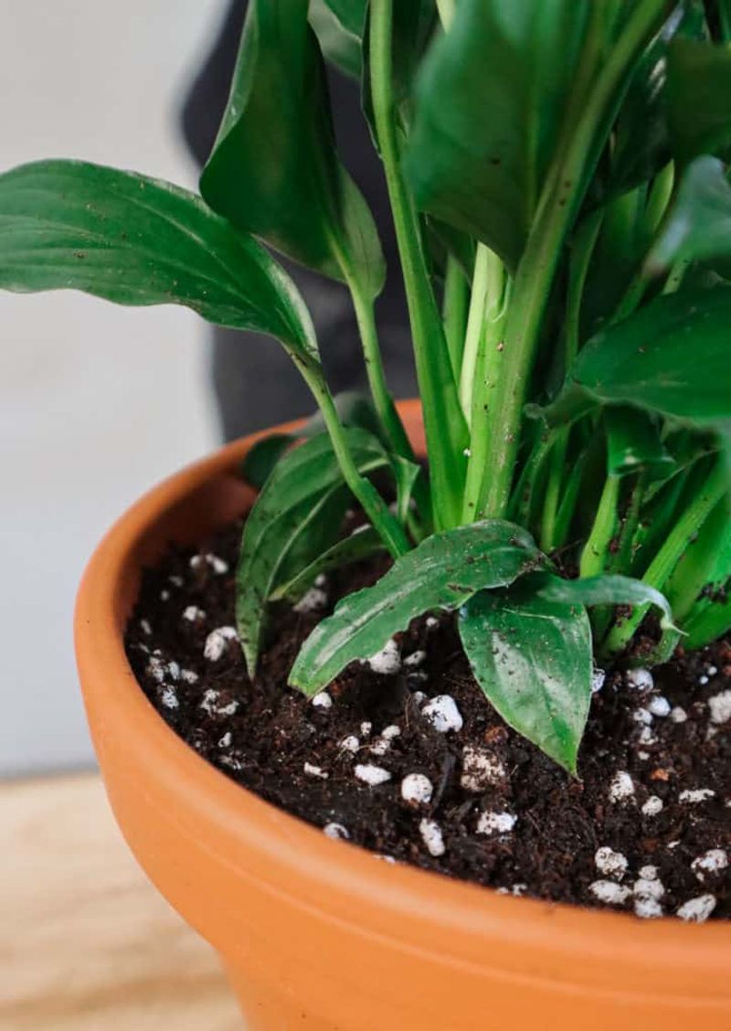 Use The Right Potting Soil