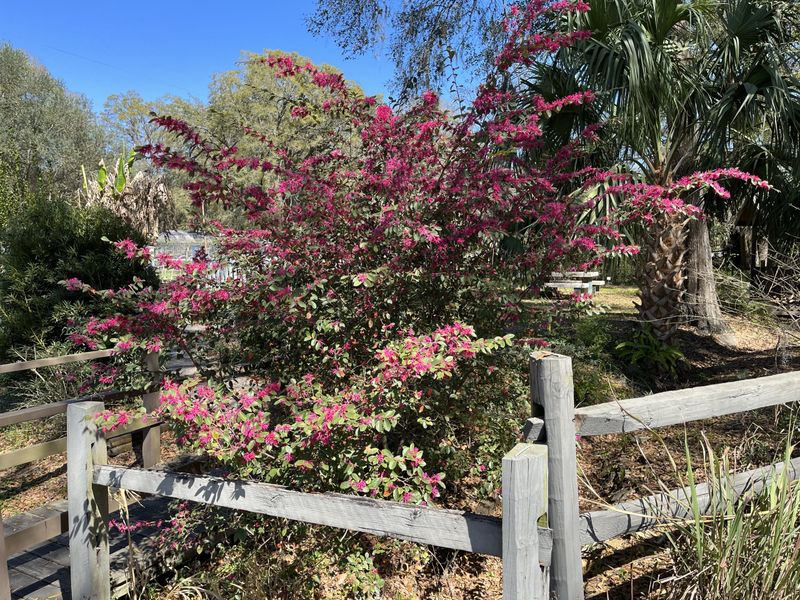 Use Thinning Cuts To Open The Shrub Use Thinning Cuts To Open The Shrub