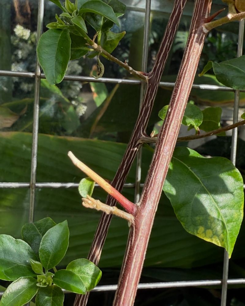 Use Thorny Vines As A Built In Security Barrier