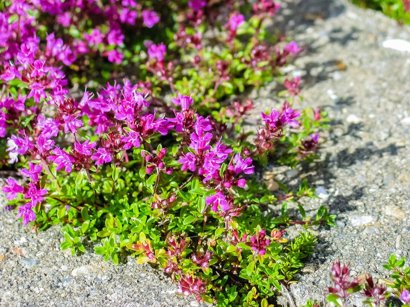 Use Thyme Only Where The Site Conditions Fit