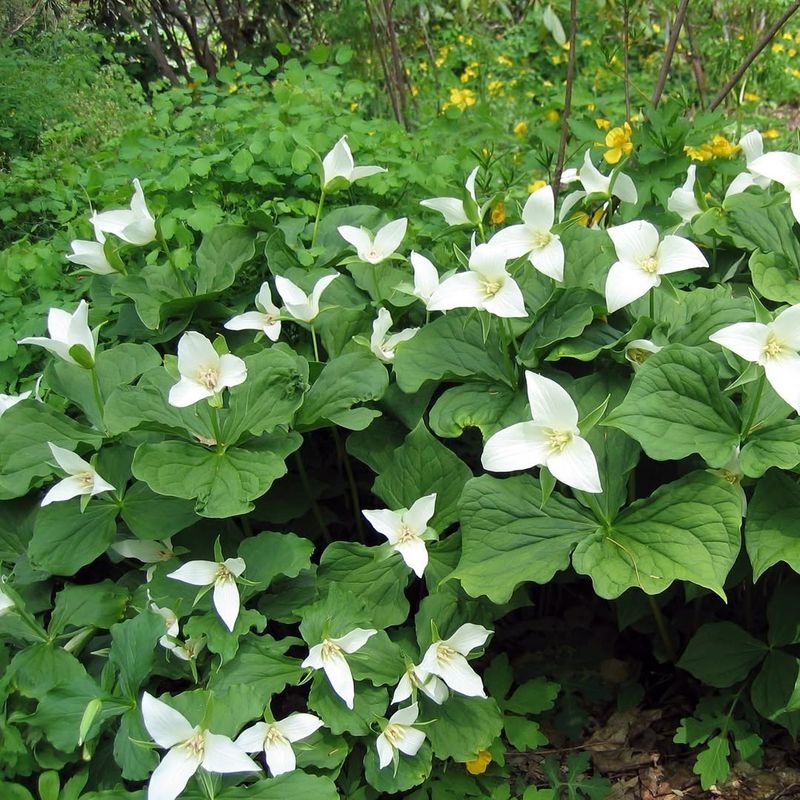 Use Trilliums For A Native Spring Moment