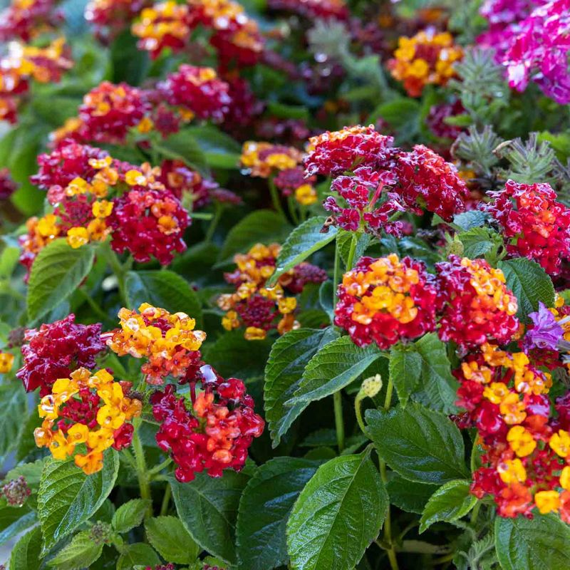 Use Very Well-Drained Soil To Prevent Root Problems