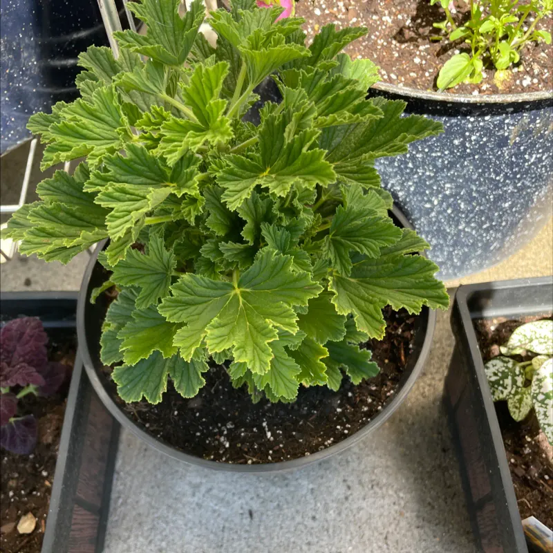 Use Well-Drained Soil In Beds And Containers
