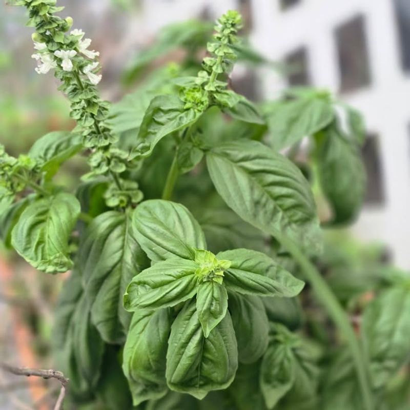 Use Well Drained Soil To Prevent Root Issues