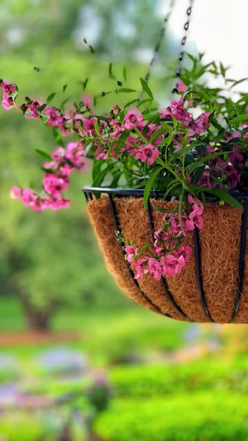 Use Well Draining Potting Mix To Prevent Root Issues