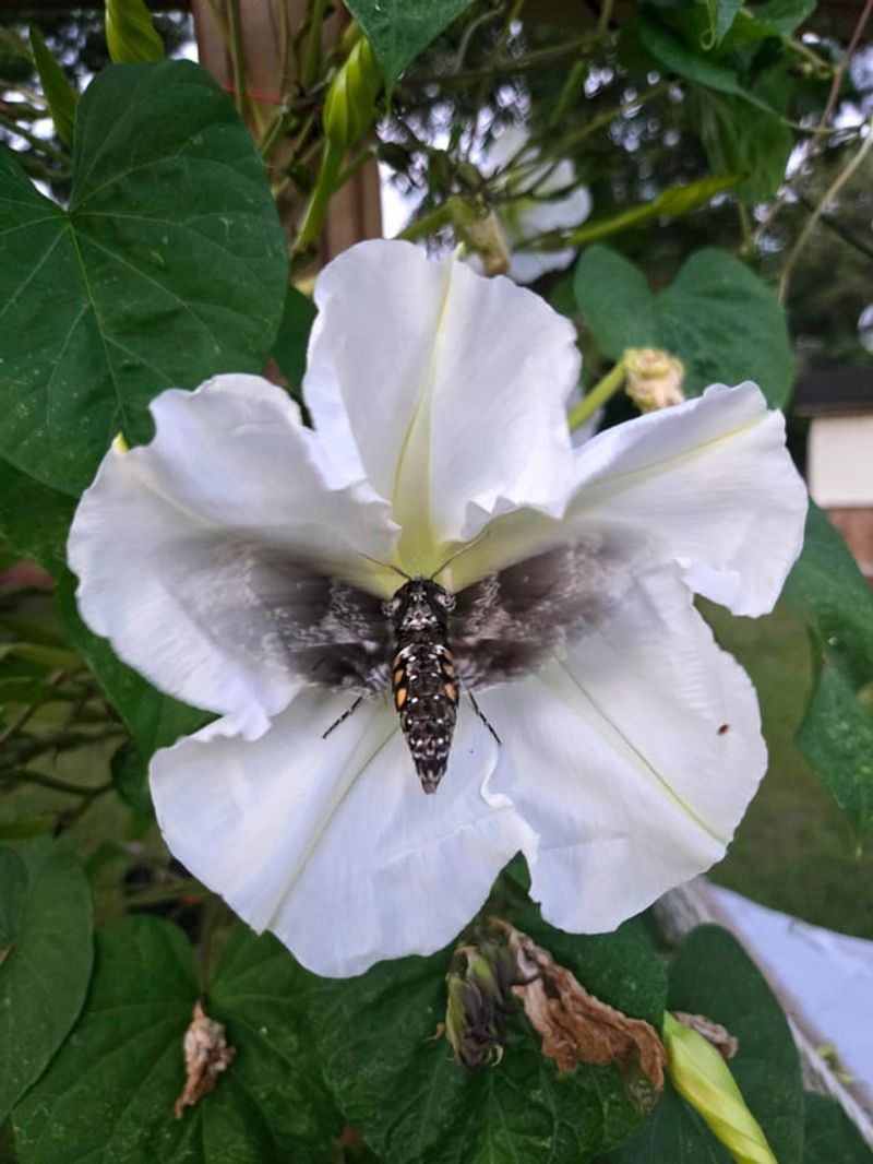 Use White Flowers Moths Can See
